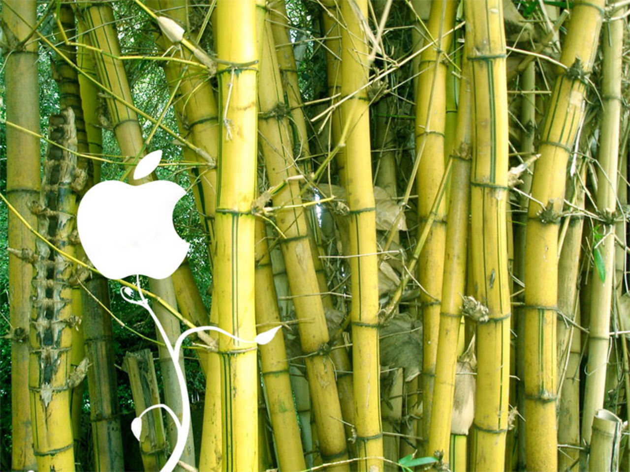 Får det lov att vara ett äpple på skrivbordet?