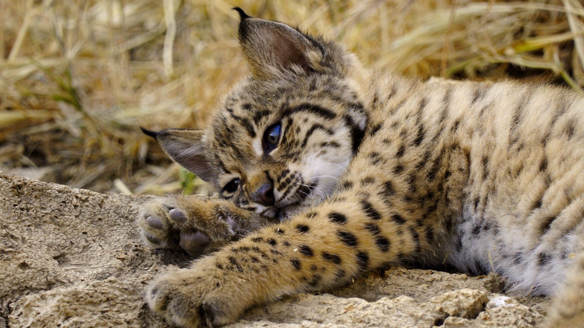 Snart kommer ännu en naturserie på Apple TV