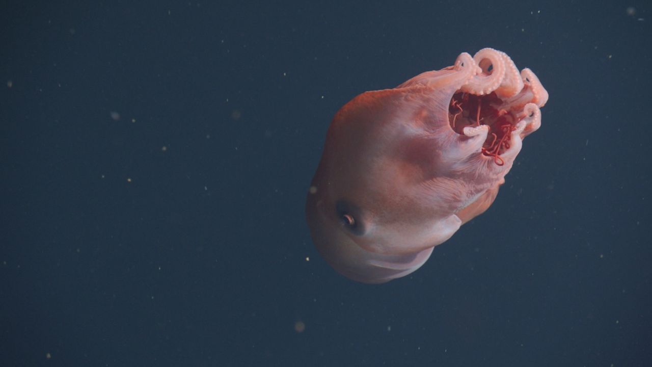 Kolla in en sjuarmad bläckfisk