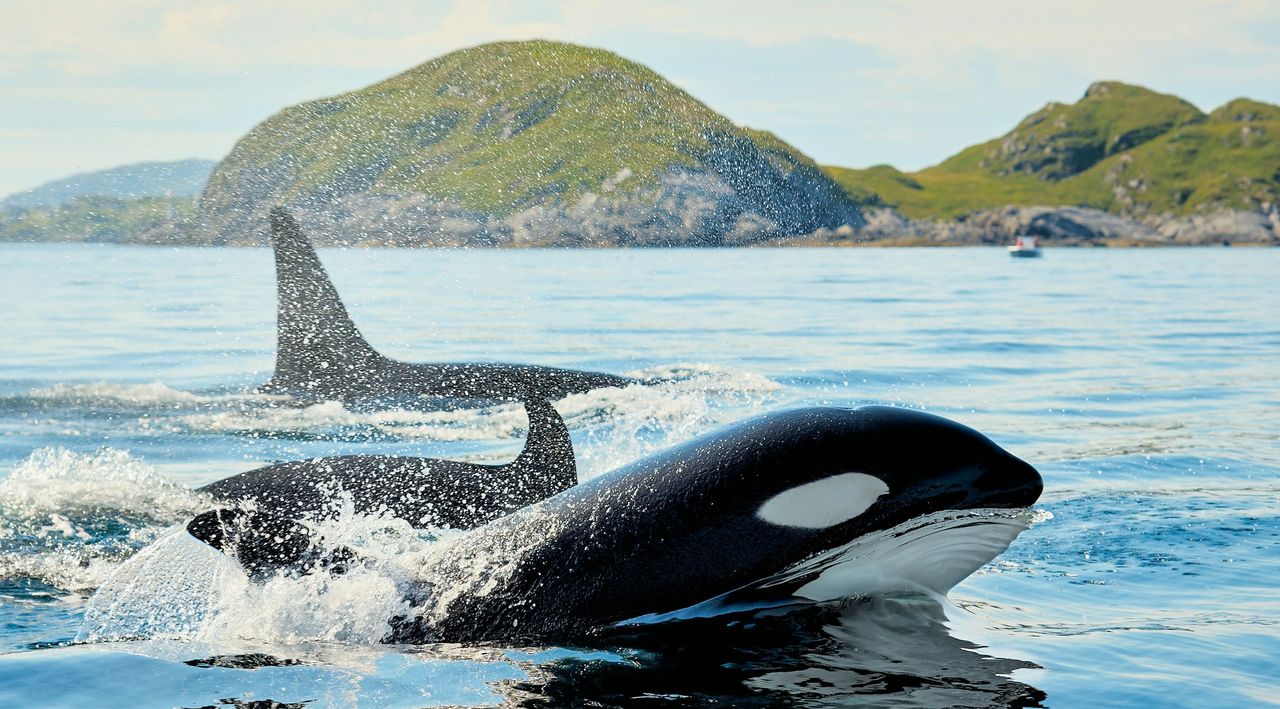 Späckhuggare jagar lax med delfiner