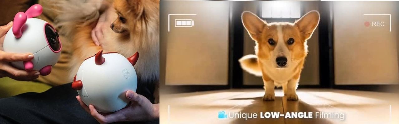 The Vex filmar och leker med husdjur