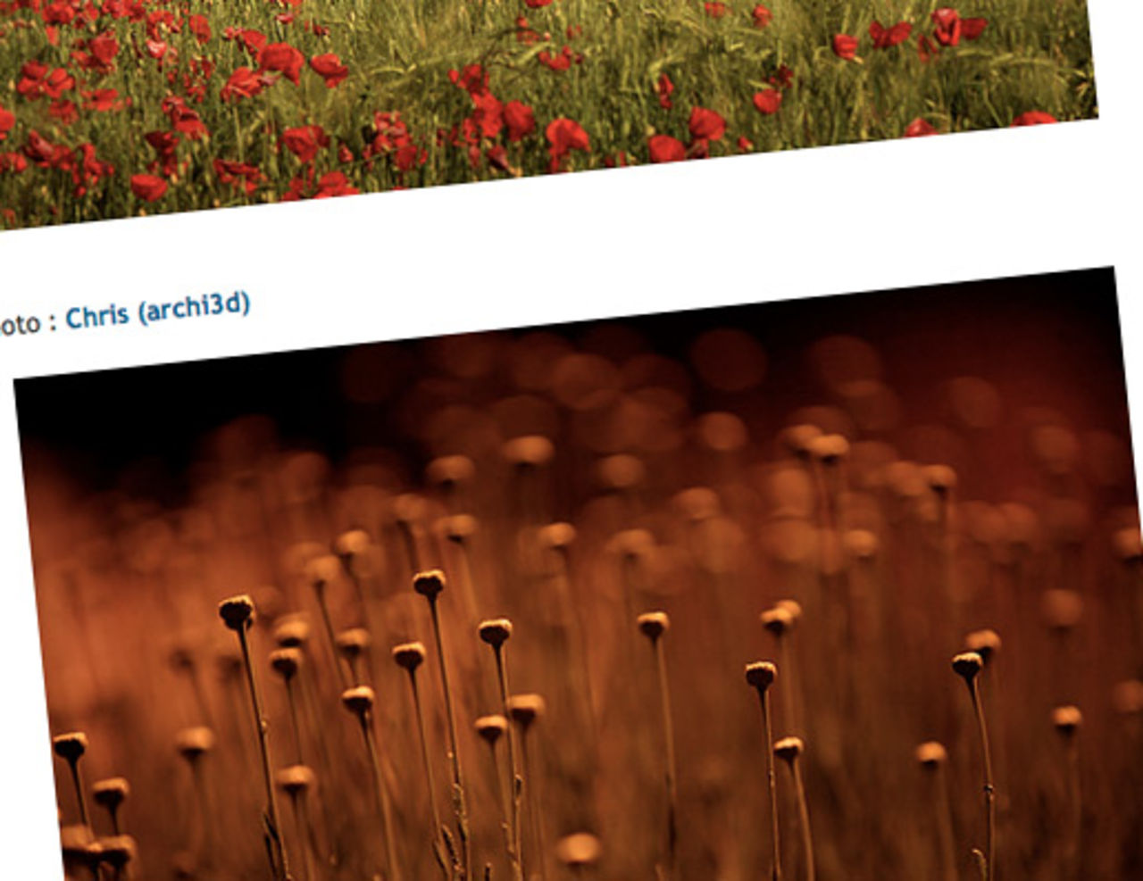 Blommor