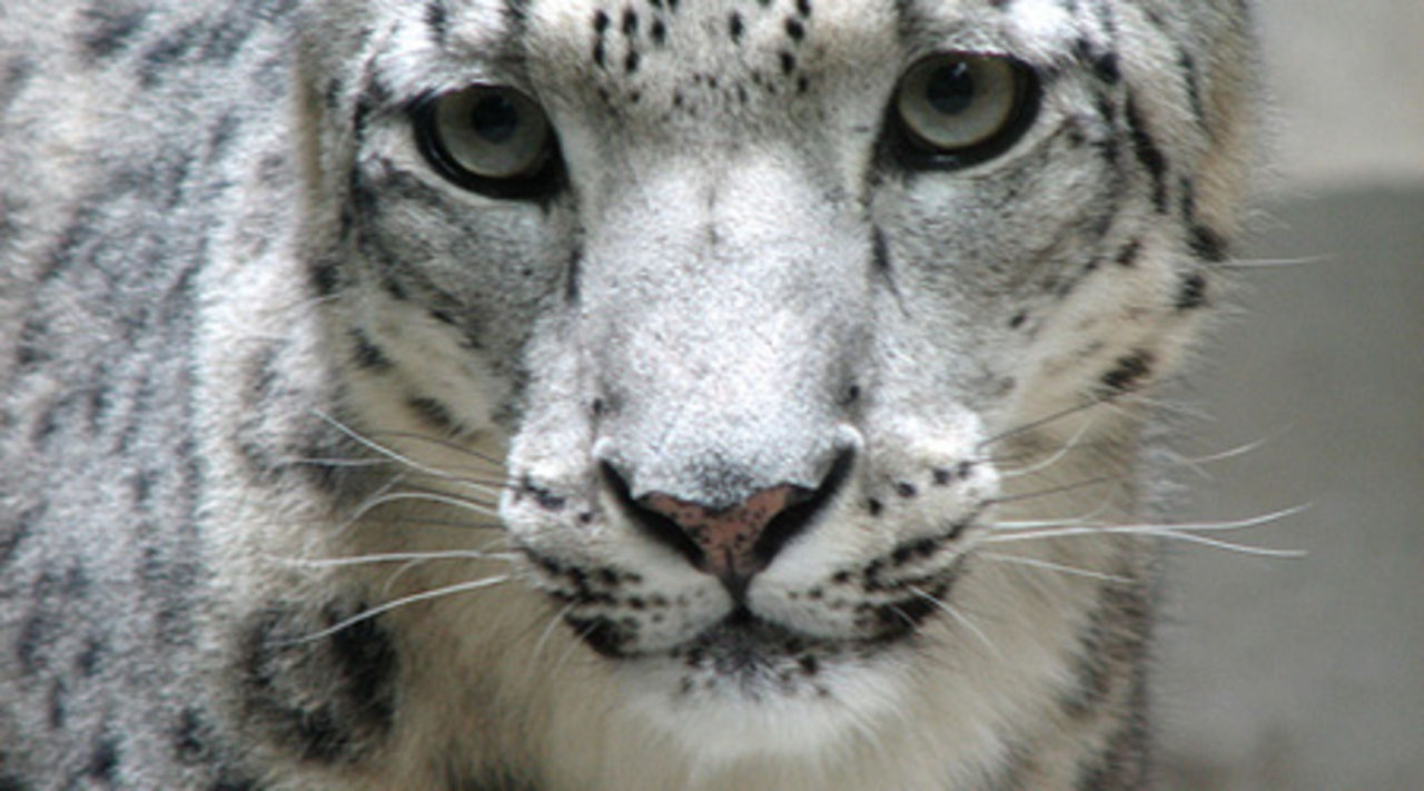 Mac OS X 10.6 Snow Leopard?