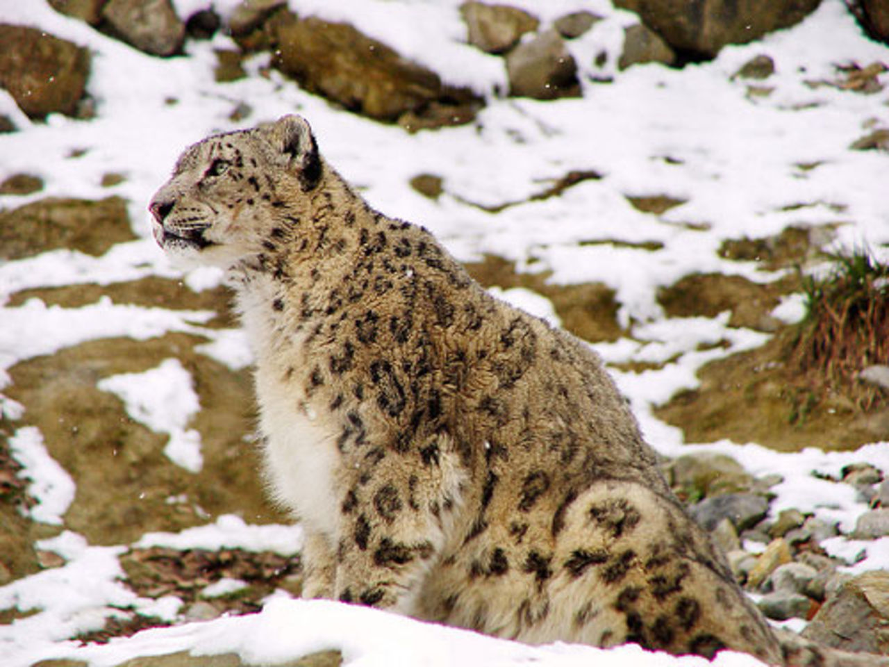 Mac OS X Snow Leopard bekräftat