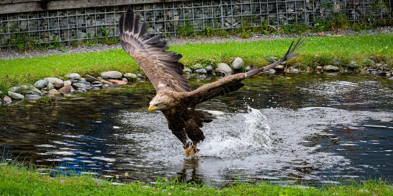 Havsörnen stryks från rödlistan