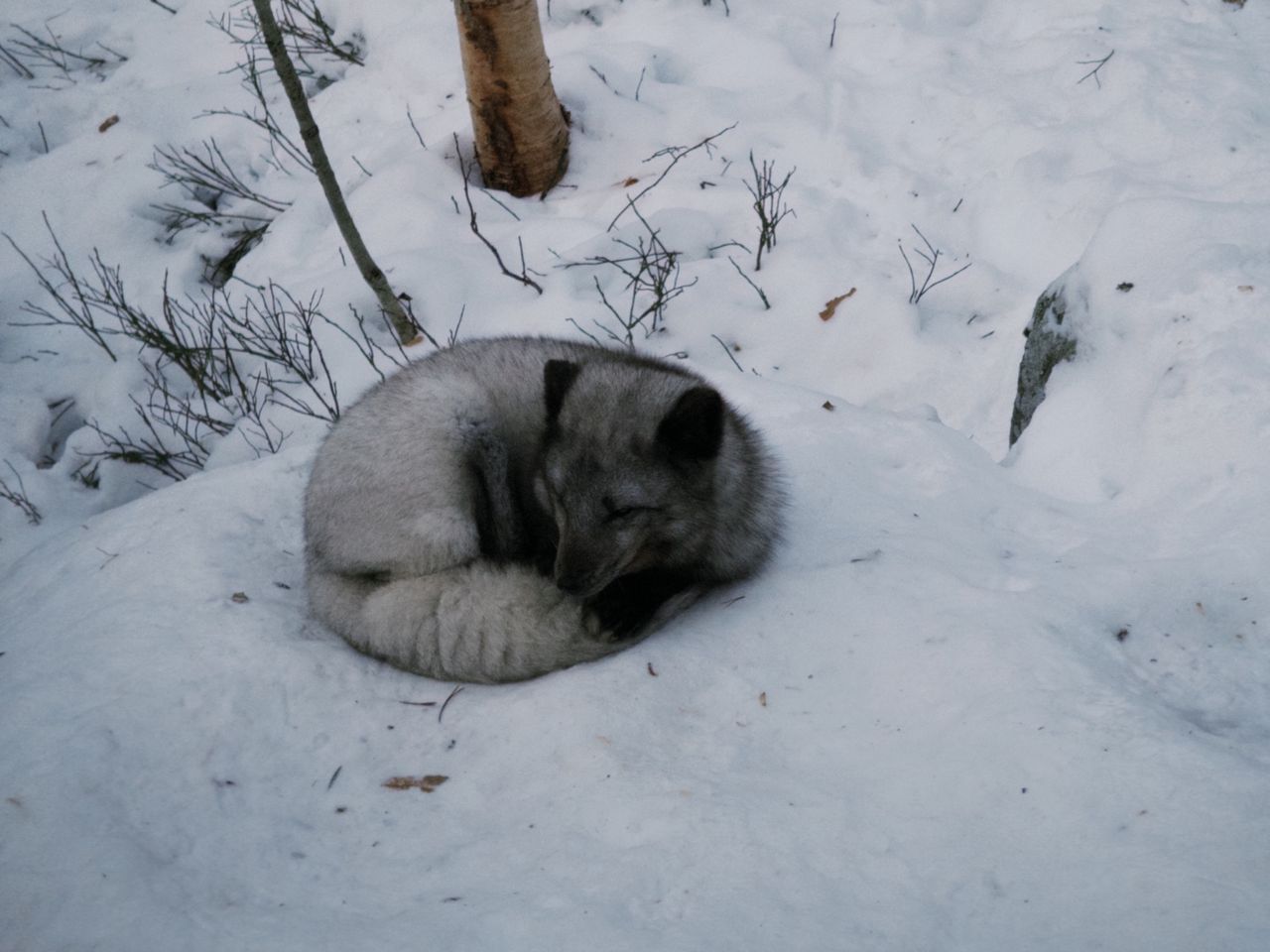 Utrotningshotade fjällräven ökar i antal