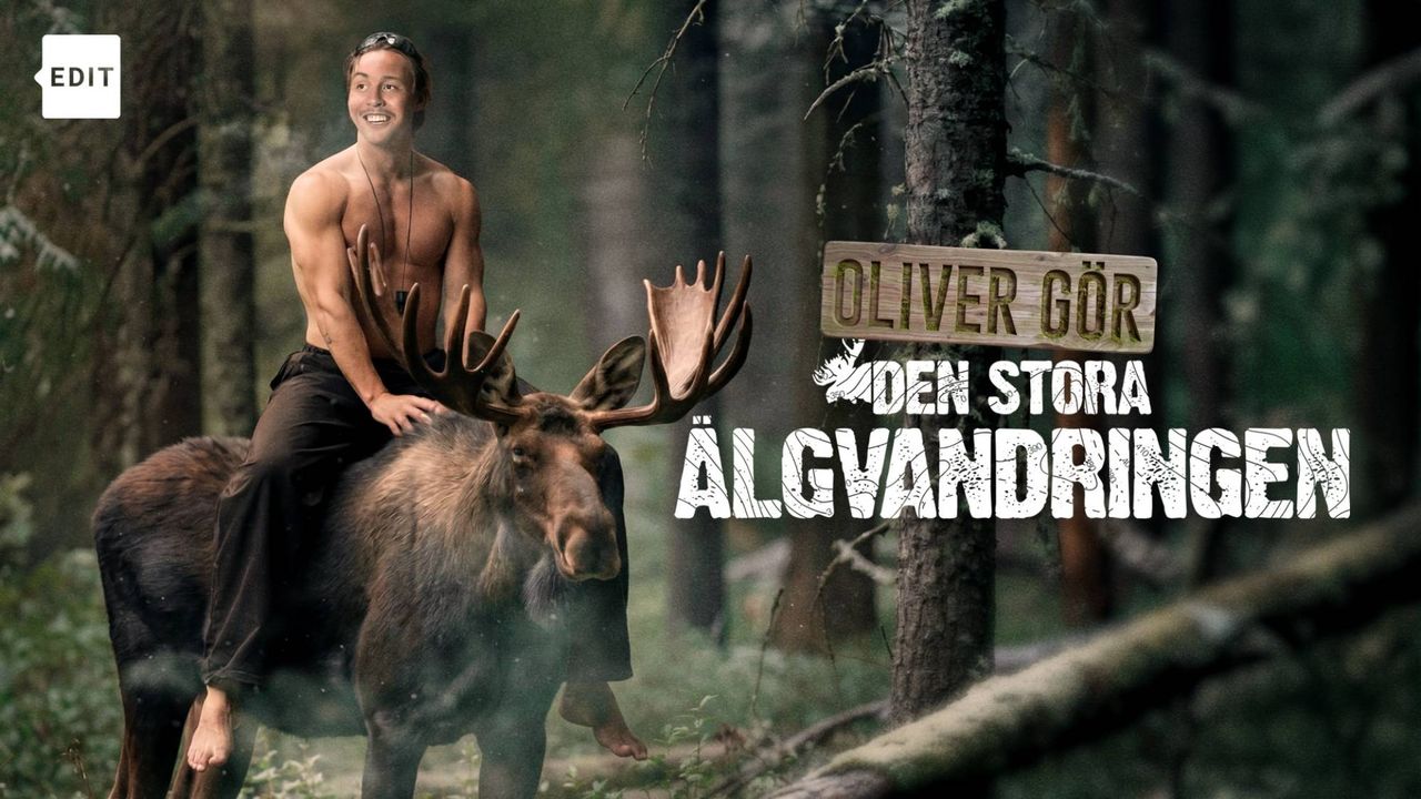 Den stora älgvandringen har startat