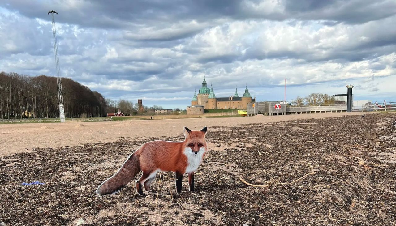 Papprävar lyckades inte skrämma bort gäss