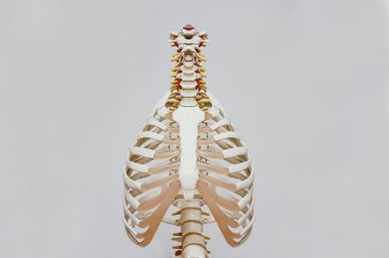 Tumnagel