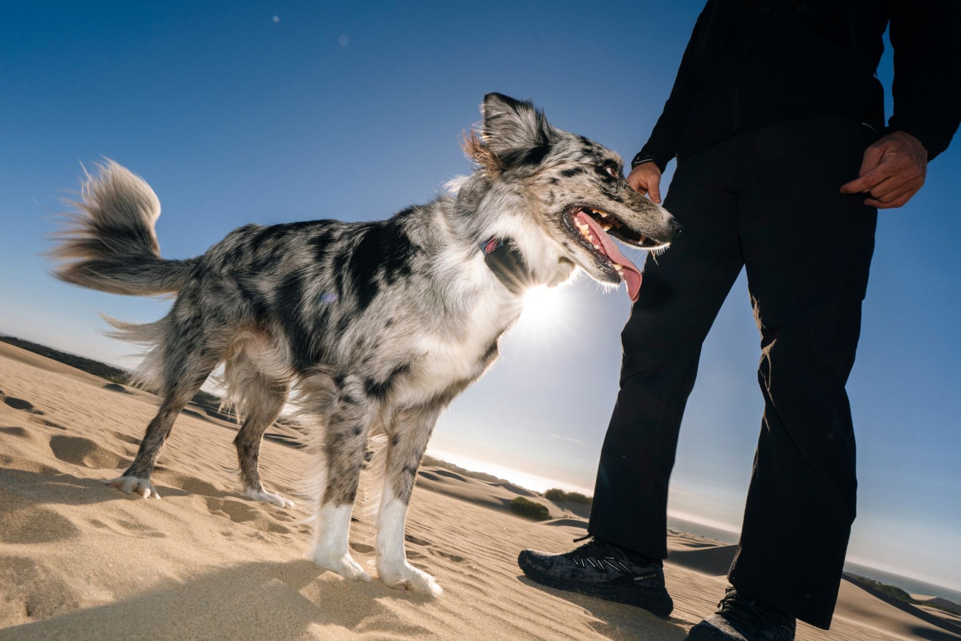 Nu kan man spåra sin hund från rymden