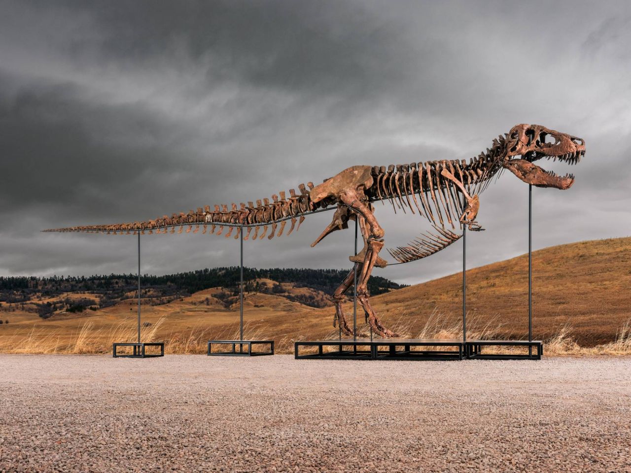 Tyrannosaurus rex-skelett till salu för en massa pengar
