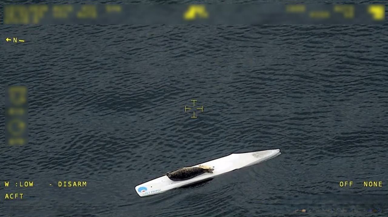 Säl surfade runt i Hanöbukten