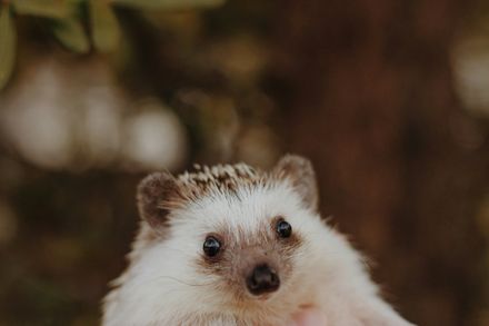 Tumnagel