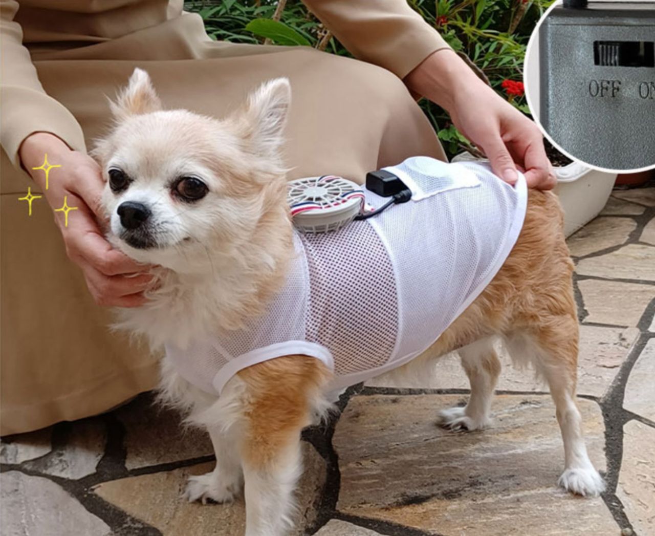 Kyl ner hunden med coola kläder