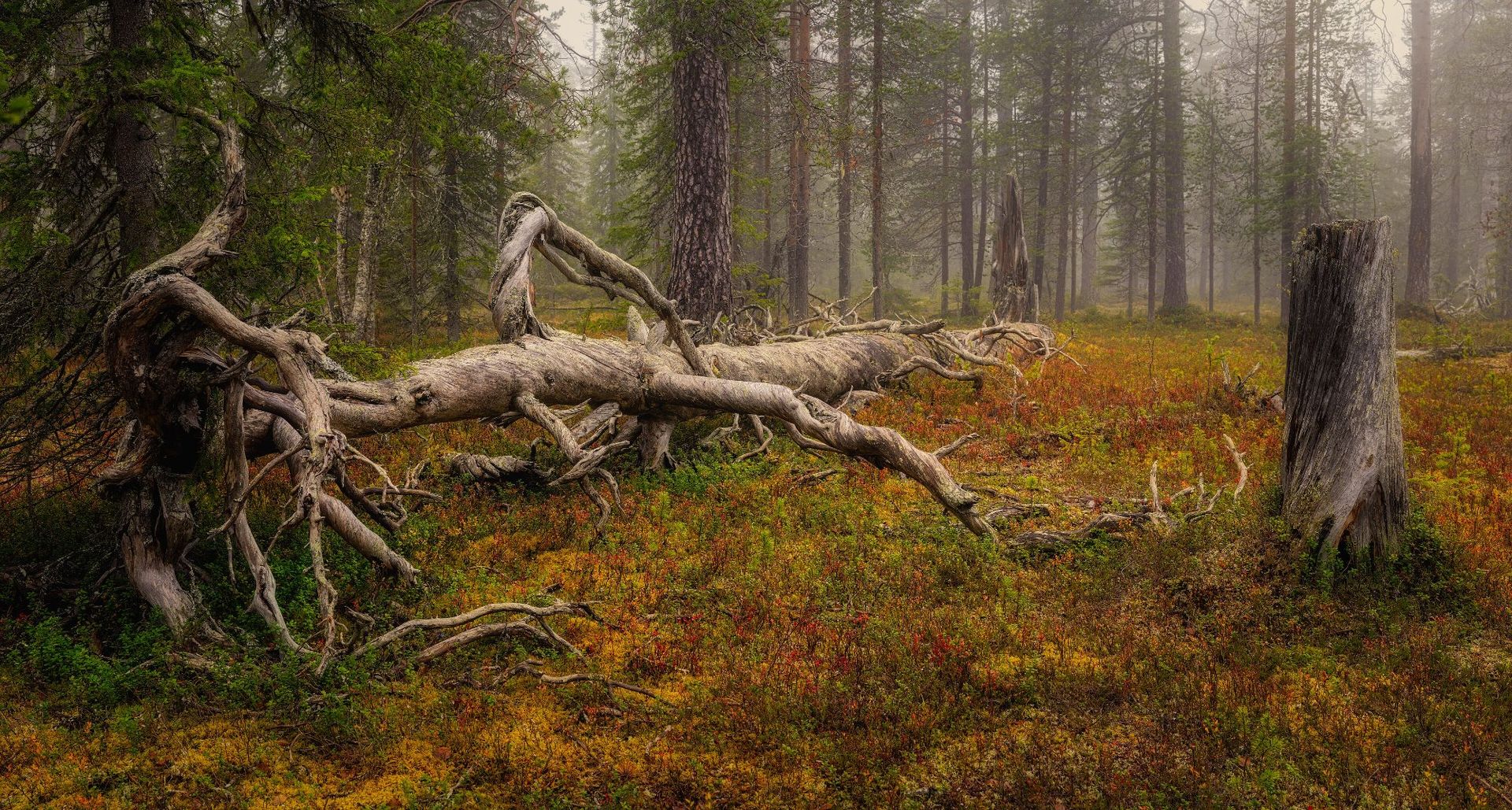 Årets vinnare i Wiki Loves Earth utsedd