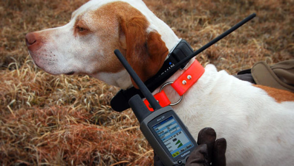 Garmin DC 30 GPS till hunden. Håll koll på människans bäste vän