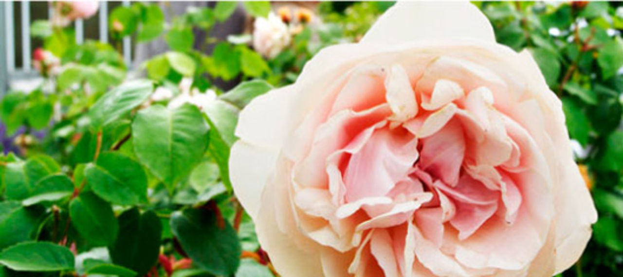 Sommarens trädgårdsupplevelse