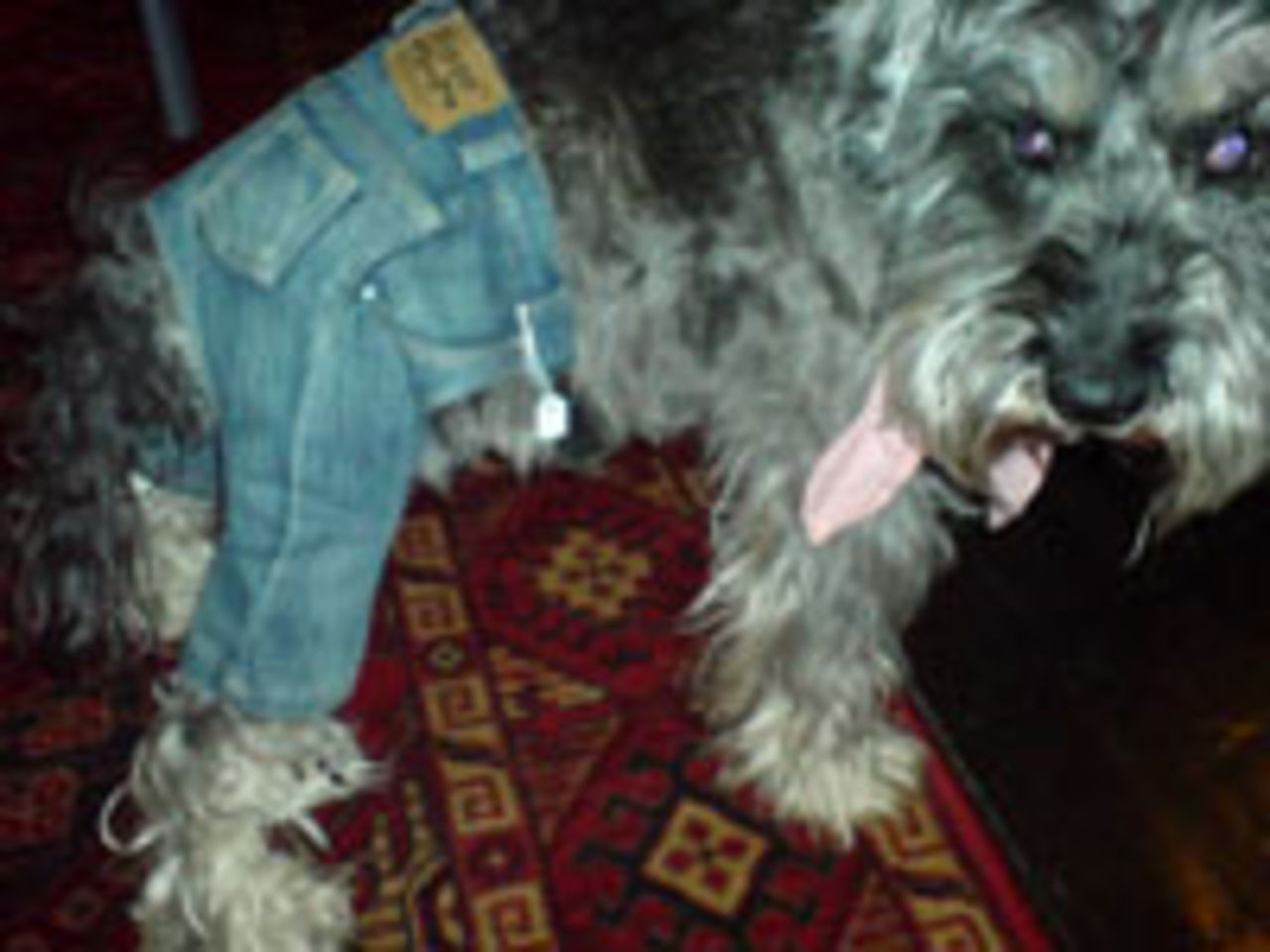 Hundlyx