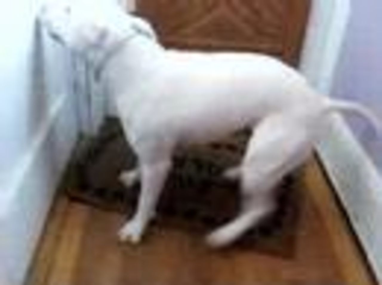 En bullterrier som vill komma in