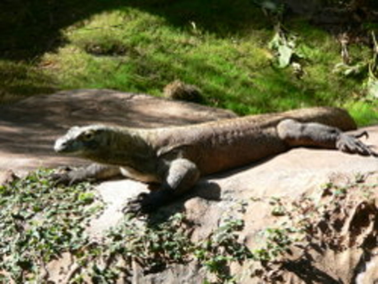 Komodo-varan genomför jungfru-födsel