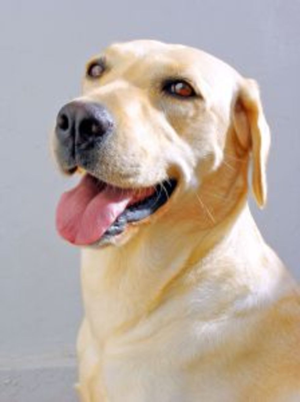 Labrador i Colombia har ett pris på sitt huvud