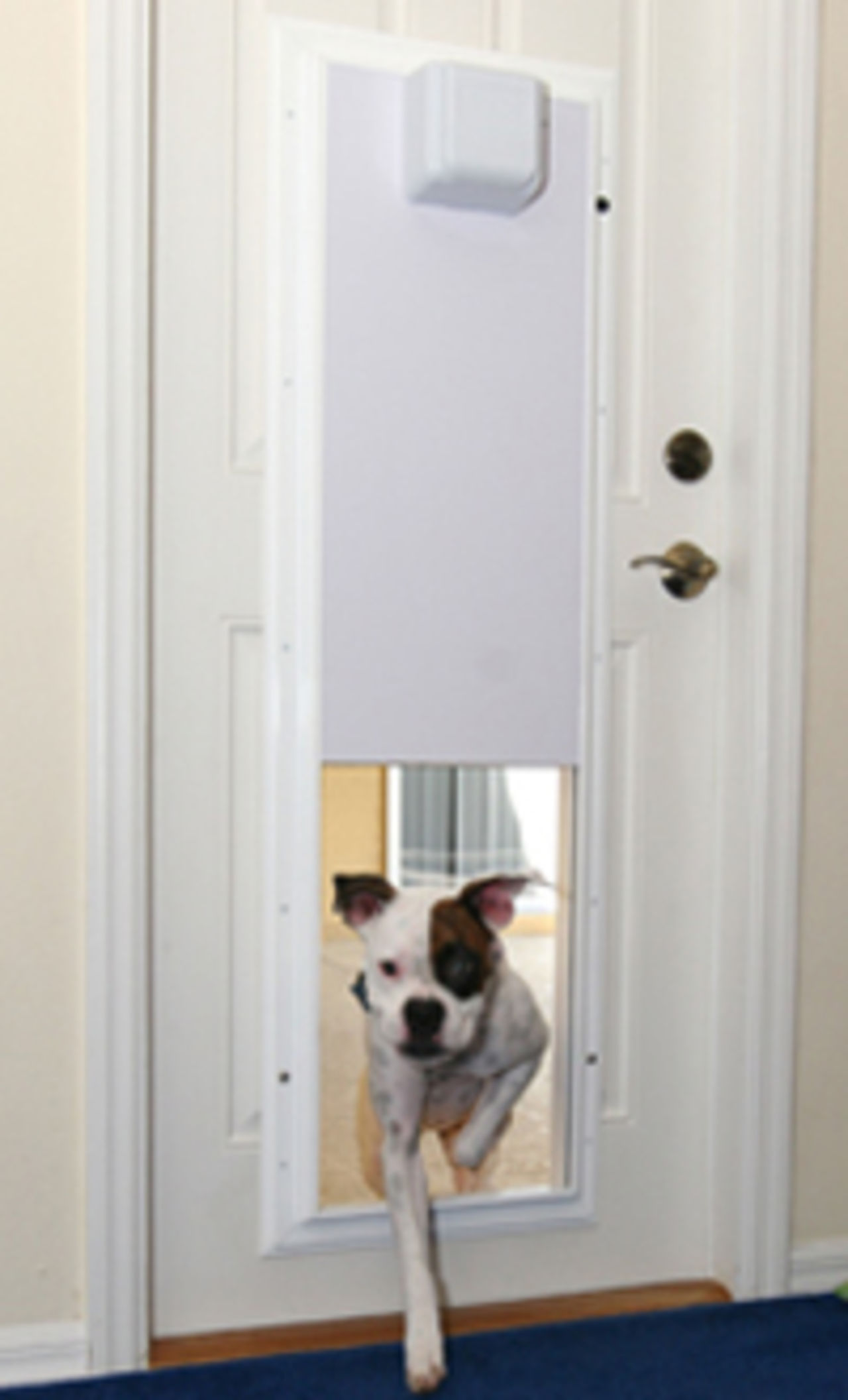 Plexidor - automatisk dörr för ditt husdjur