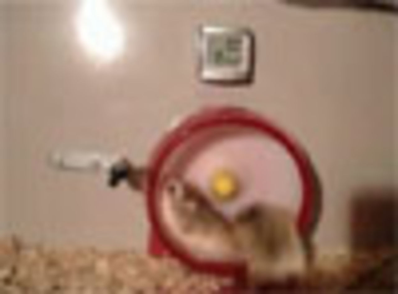 Snurrig hamster