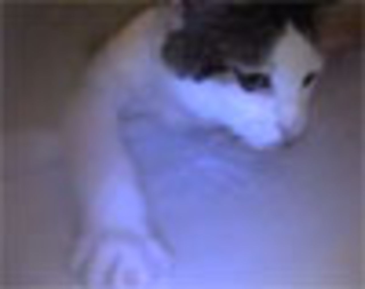 Katt som gillar att bada