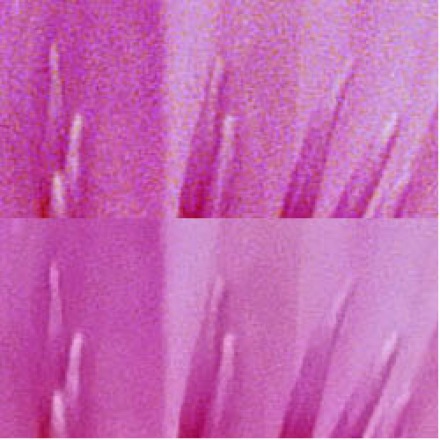 Tumnagel