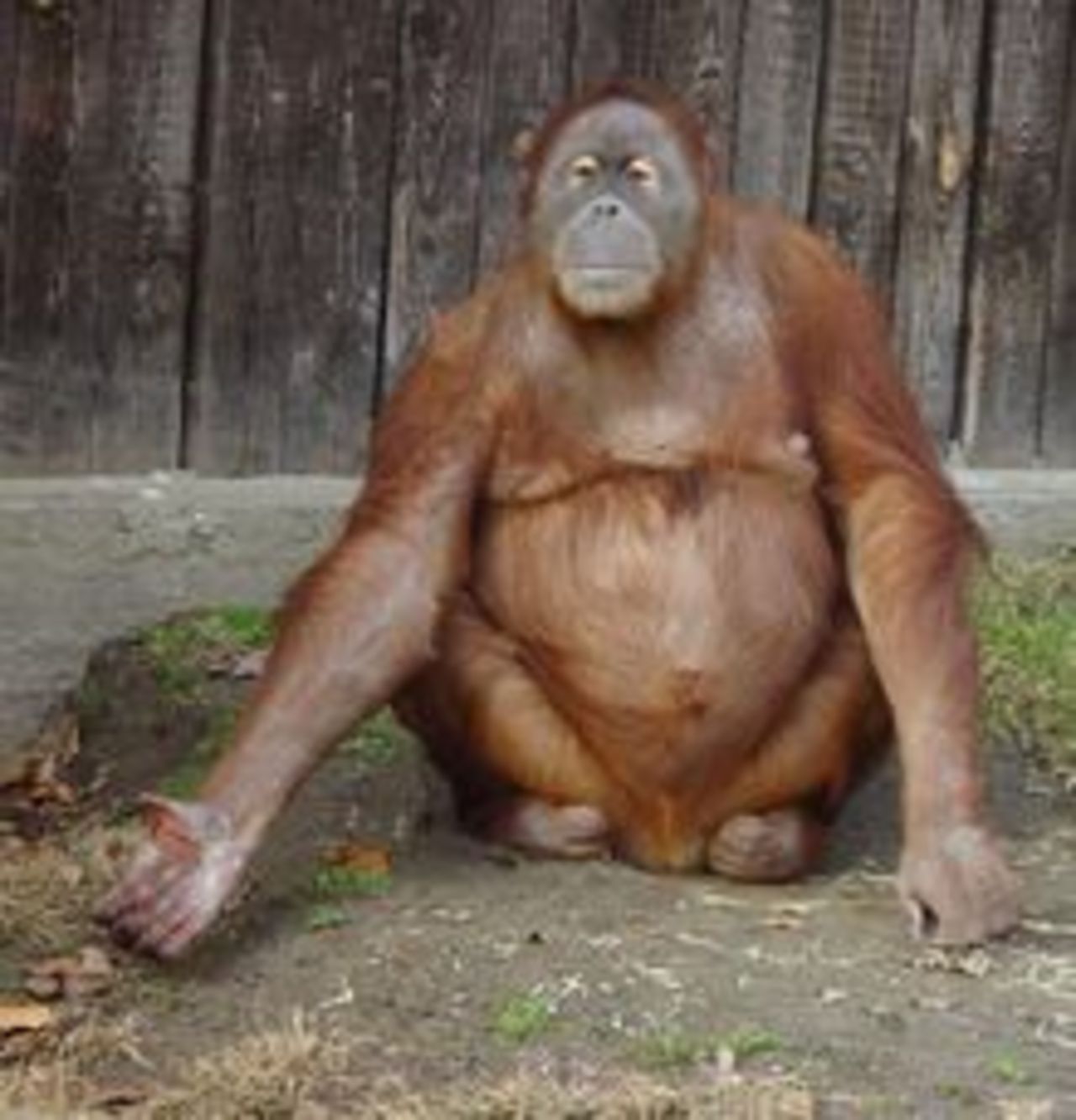 Fritagna orangutanger lär sig vara apor igen