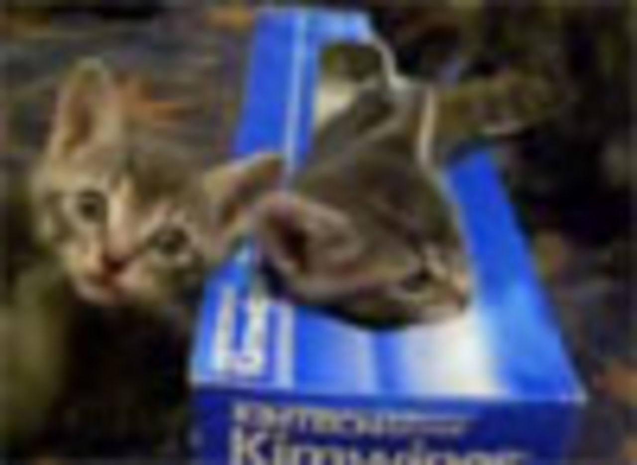 Söta katter lattjar