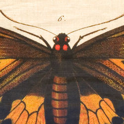 Tumnagel