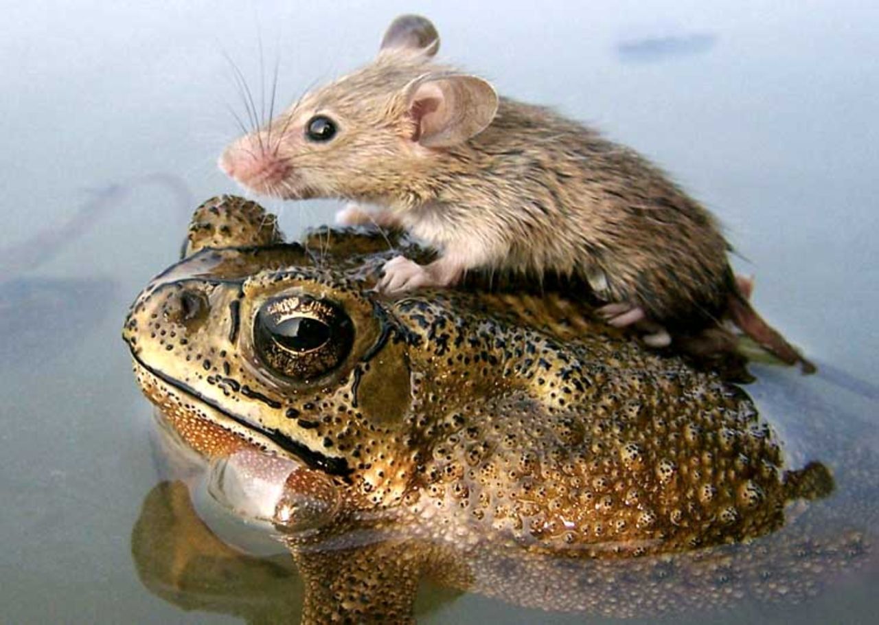 Ovanliga vänner