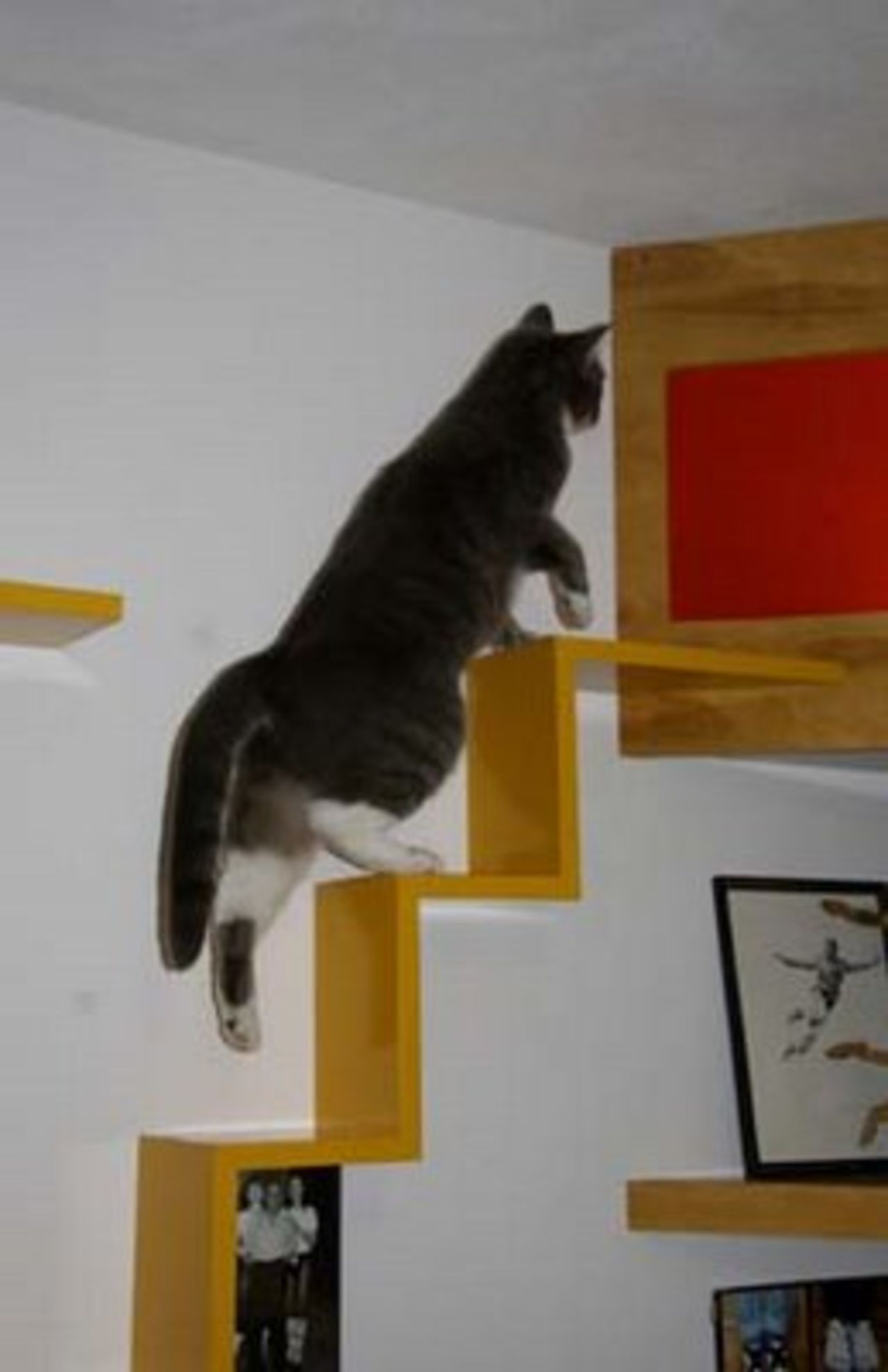 Katt-trappor