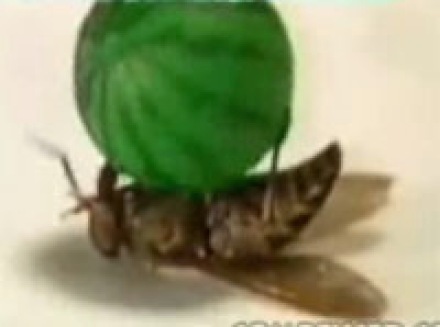 Tumnagel