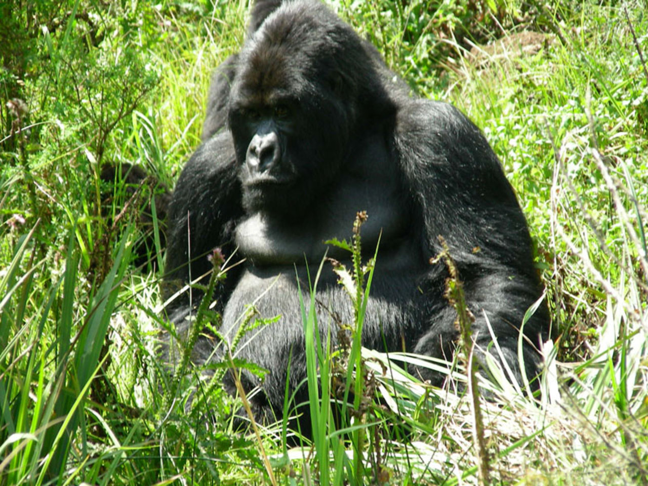 Gorillor på Tokyo Zoo överösta med sojabönor
