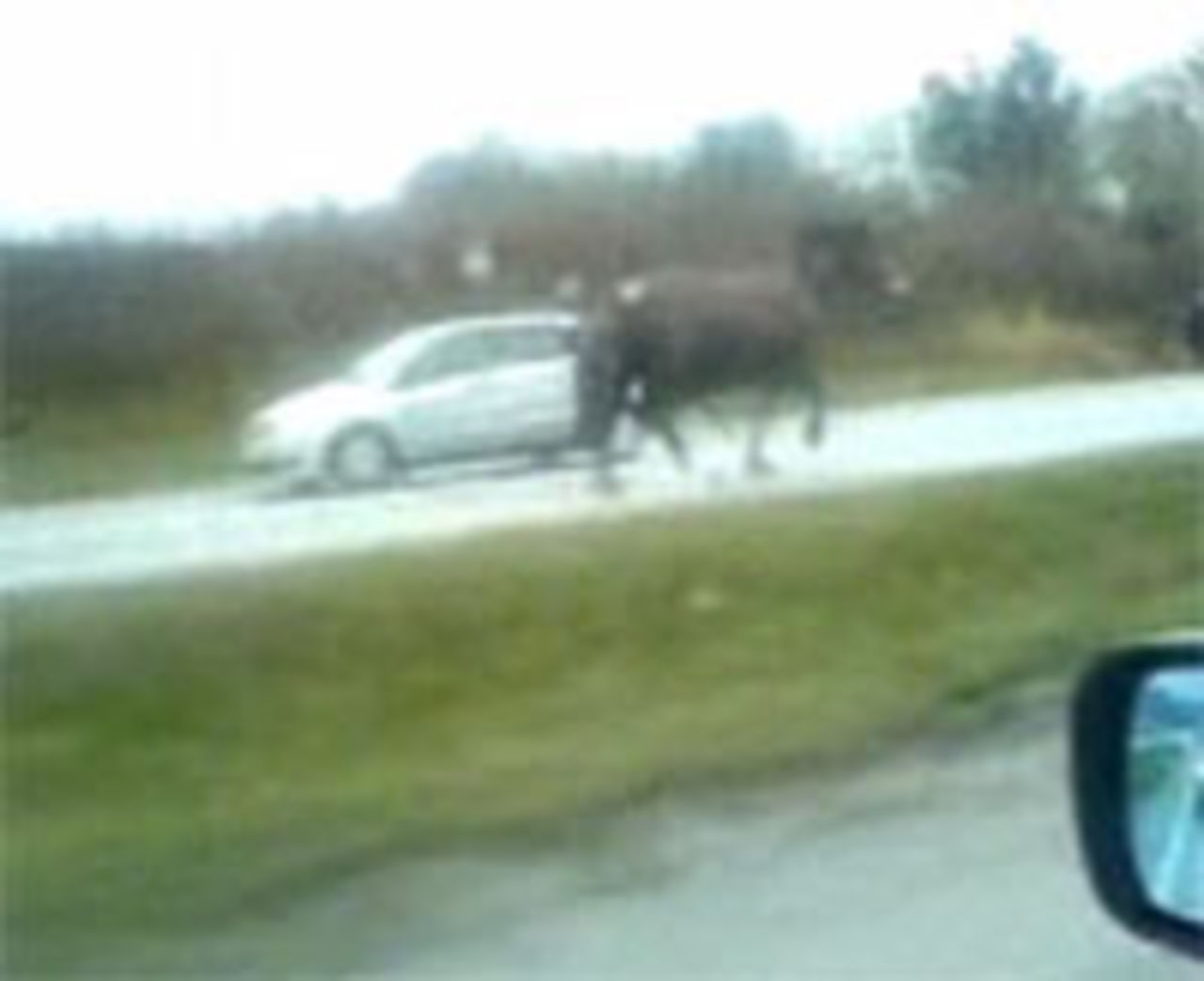 Norska hästar springer mot trafiken