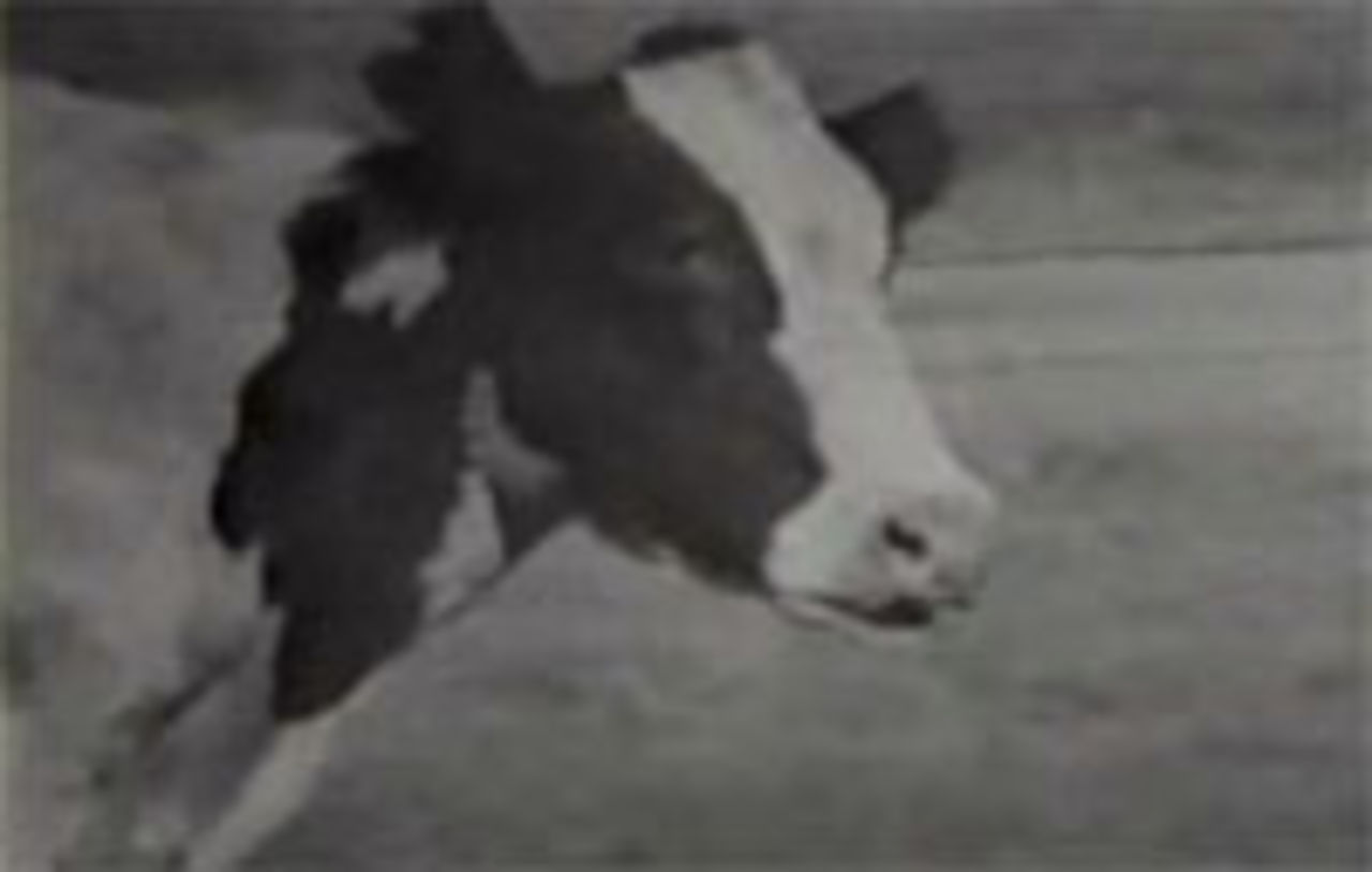Cow Cow Boogie