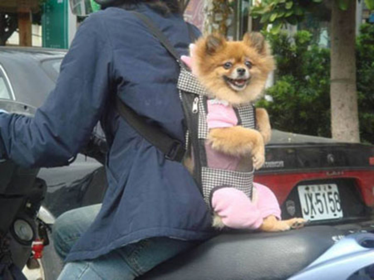 Moppehund