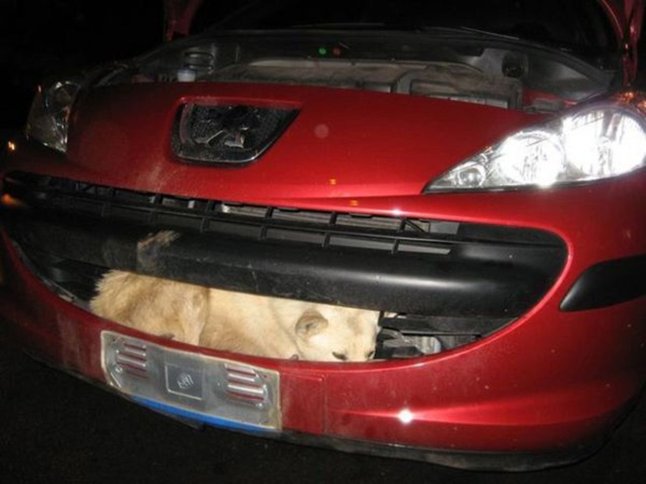 Peugeots gap räddar liv