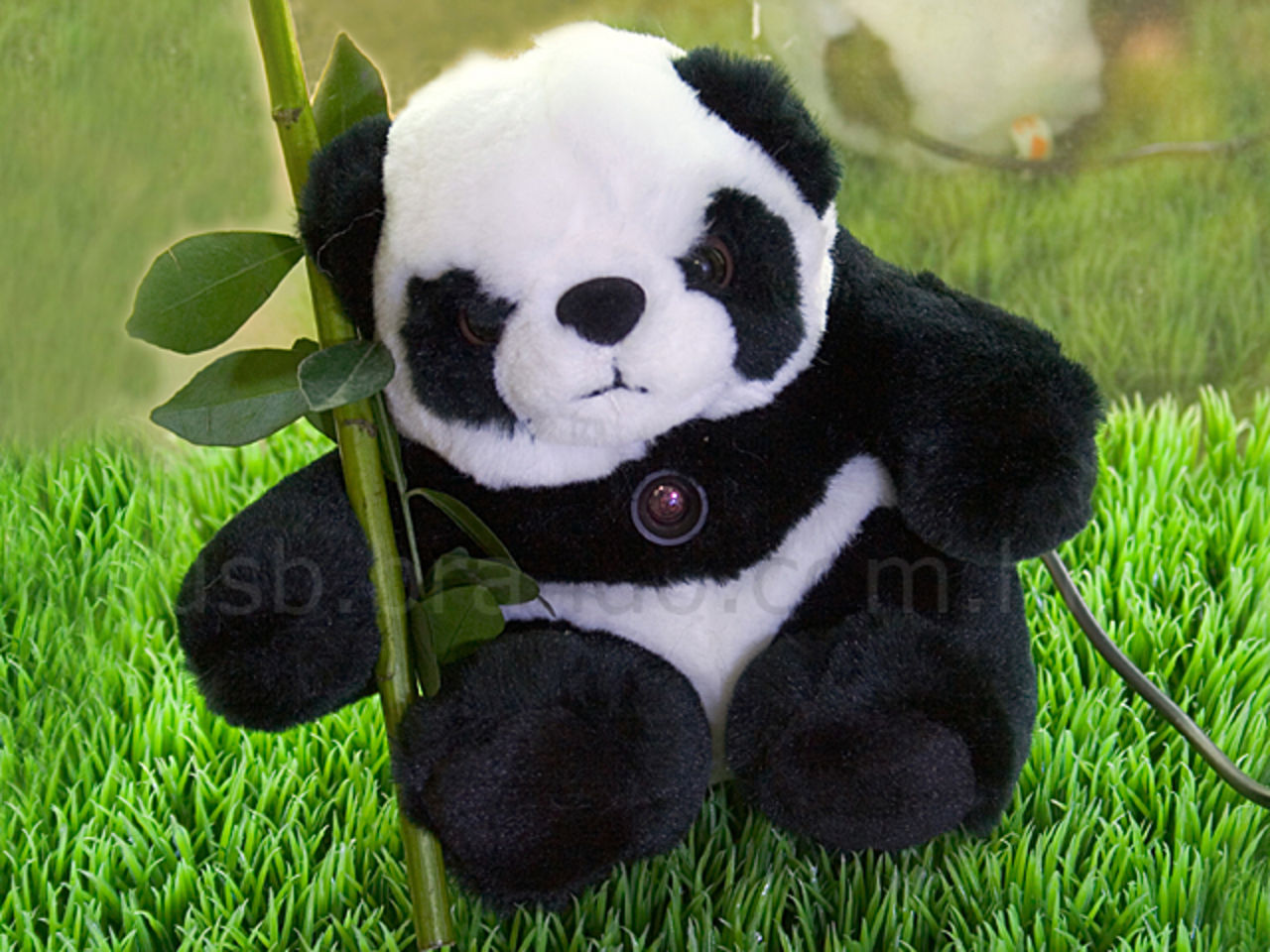 En Panda med en kamera i magen