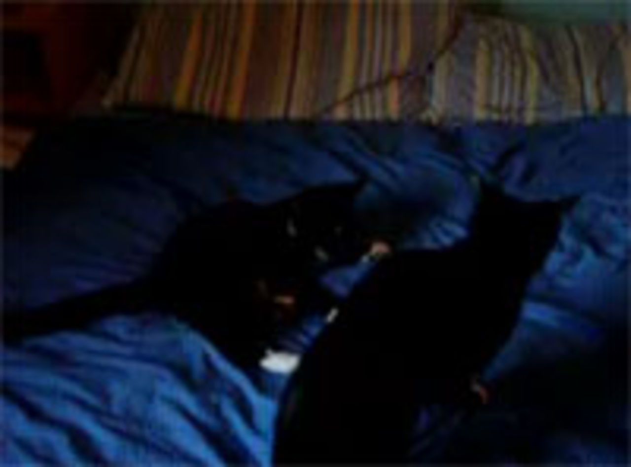 Catfight