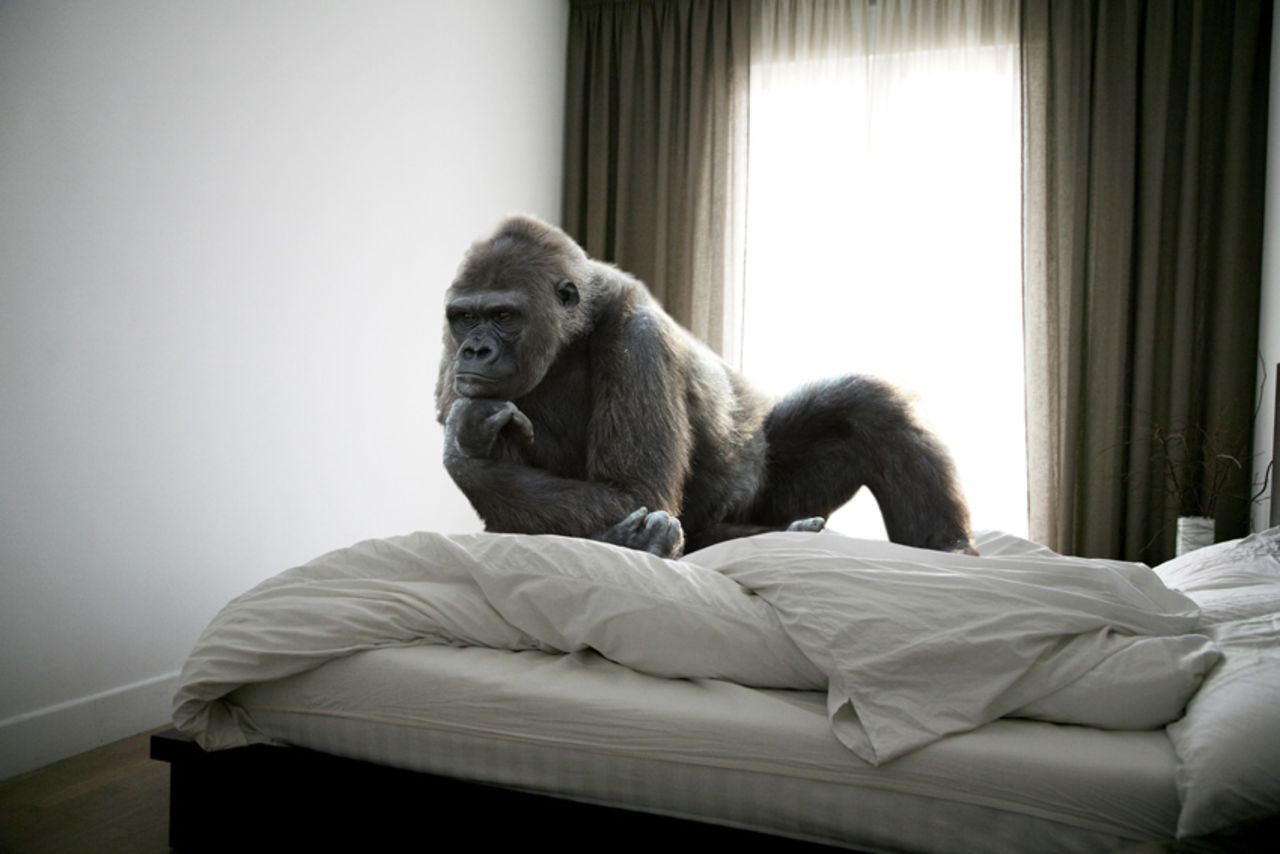 Djur på oväntade platser