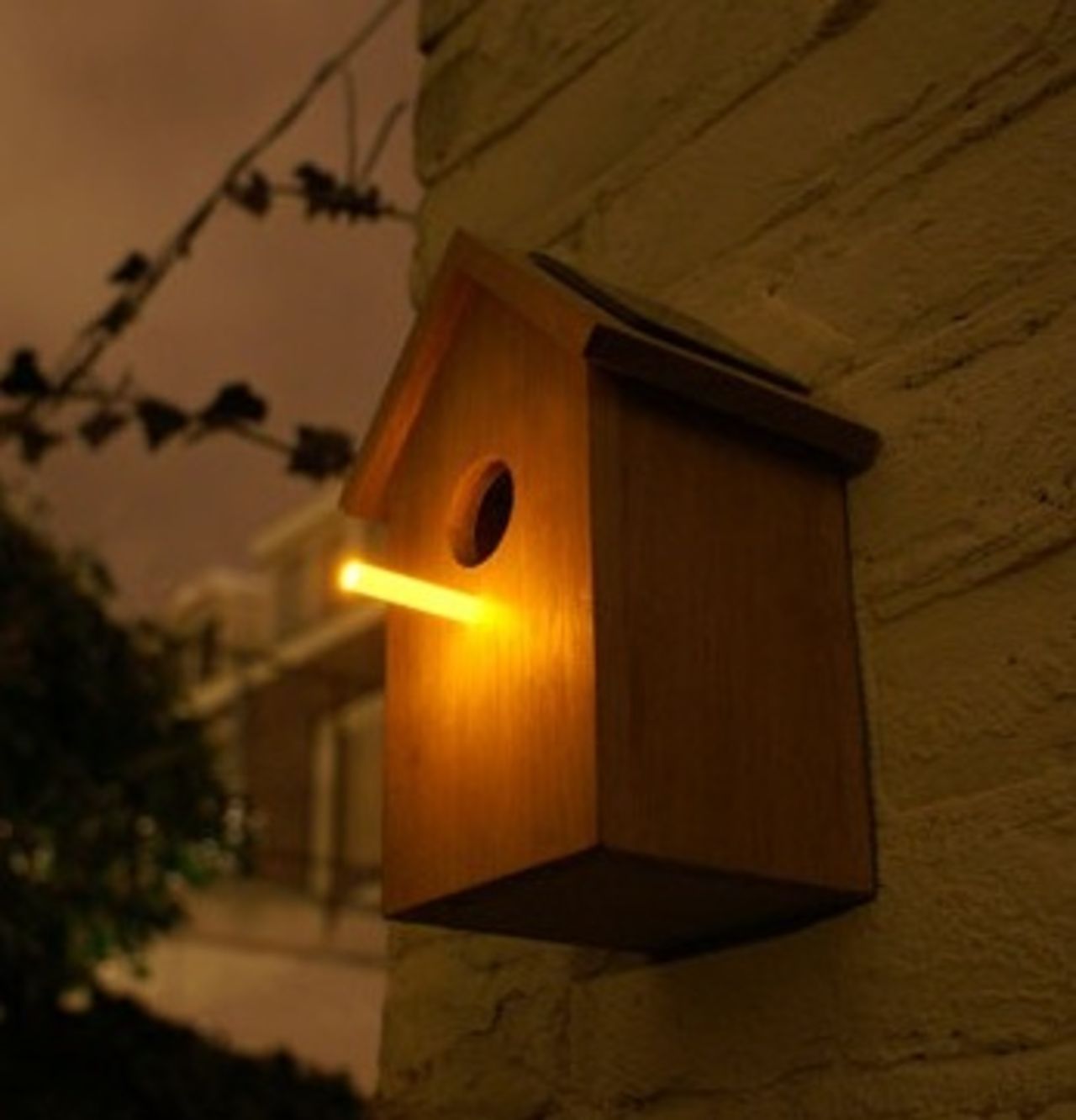 Hemmet för nattsuddande pippifåglar