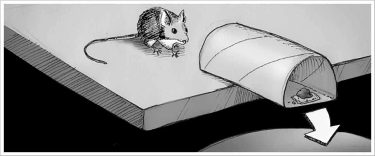 Fånga en mus utan fälla